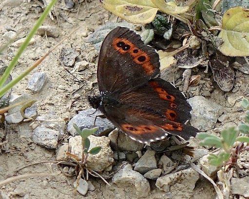 large ringlet